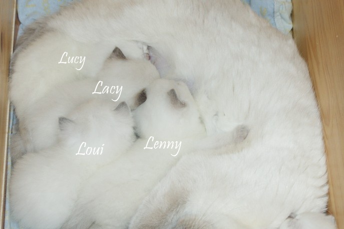 l
