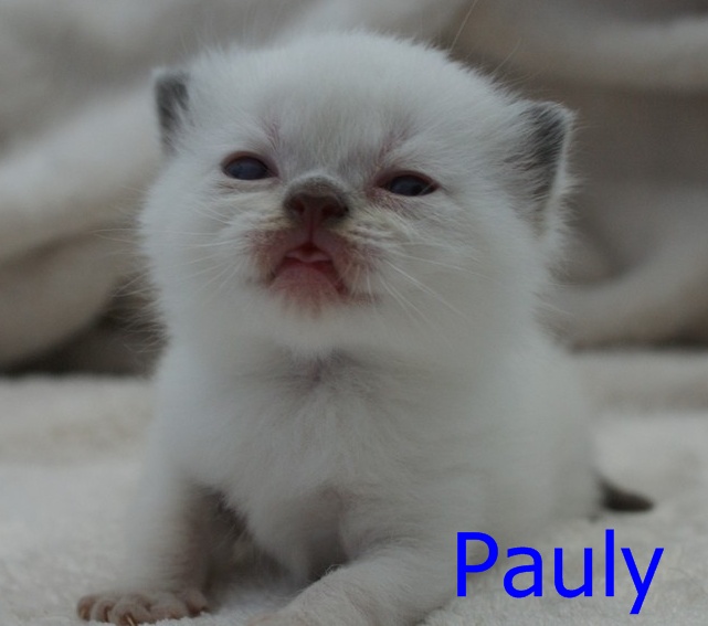 Pauly1%20(2).JPG