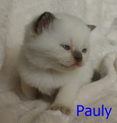 Pauly3.JPG