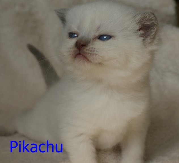Pikachu6.JPG